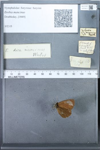 Media type: image;   Entomology 79011